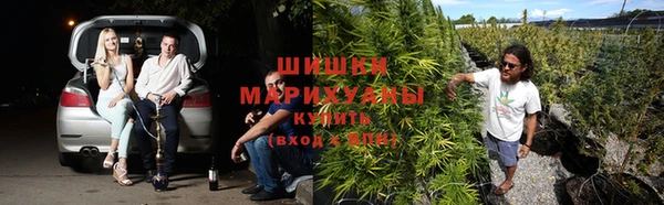 прущие грибы Дрезна